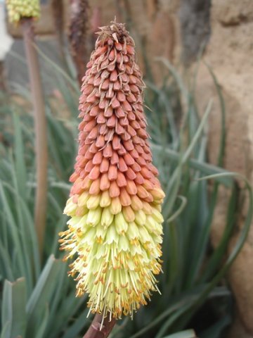 Kniphofia caulescens modest but still